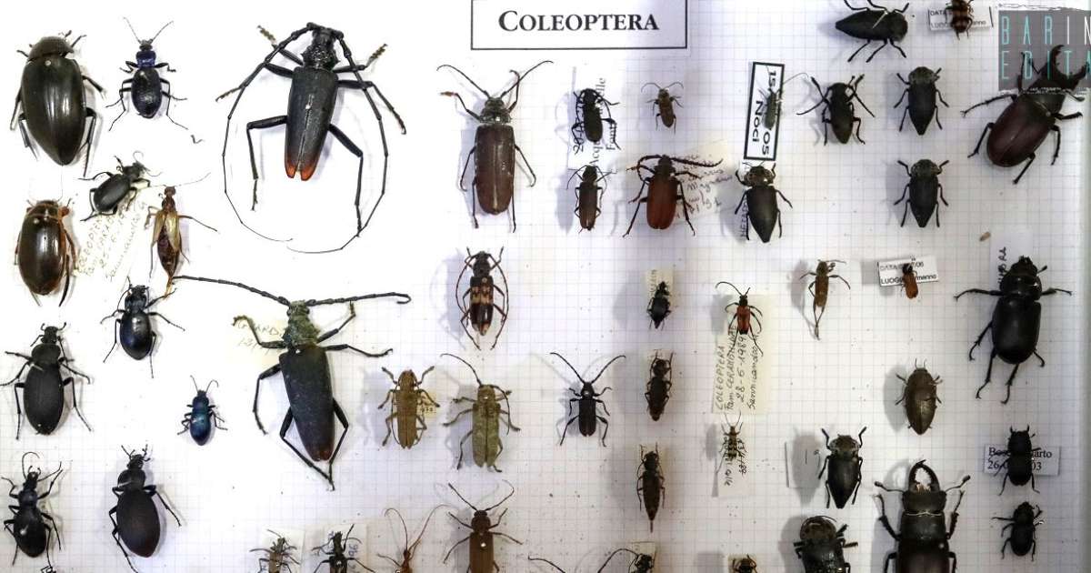 Dalla cavalletta gigante alla sfinge testa di morto: nel Campus di Bari una raccolta di 40mila insetti